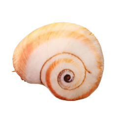 Plush snail shell mascot pillow 50 x 40 cm