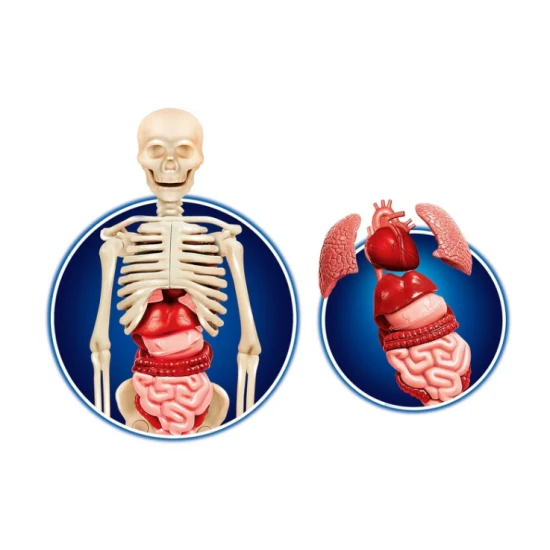 Cilvēka ķermenis poļu valodā Clementoni 60249 Saimnieki